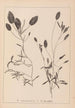 Herbier de la flore française Pl1074 - Louis Antoine Cusin — widok dzieła