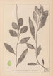 Herbier de la flore française Pl1075 - Louis Antoine Cusin — widok dzieła