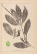Herbier de la flore française Pl1076 - Louis Antoine Cusin — widok dzieła
