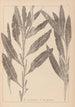 Herbarium francuskiej flory Pl1077 - Louis Antoine Cusin — widok dzieła
