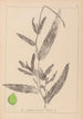 Herbier de la flore française Pl1078 - Louis Antoine Cusin — widok dzieła