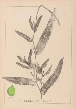 Louis Antoine Cusin - Herbier de la flore franaise Pl1078.webp