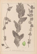 Herbier de la flore française Pl1079 - Louis Antoine Cusin — widok dzieła