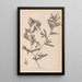 Herbier de la flore française Pl1080 - Louis Antoine Cusin — oprawiony obraz na ścianie