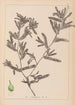 Herbier de la flore française Pl1080 - Louis Antoine Cusin — widok dzieła