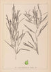 Herbier de la flore française Pl1082 - Louis Antoine Cusin — widok dzieła