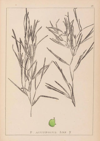 Louis Antoine Cusin - Herbier de la flore franaise Pl1082.webp