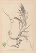 Herbier de la flore française Pl1083 - Louis Antoine Cusin — widok dzieła