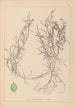 Herbier de la flore française Pl1084 - Louis Antoine Cusin — widok dzieła