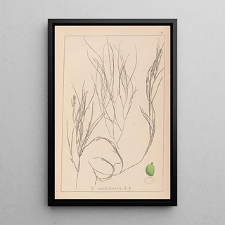 Louis Antoine Cusin - Herbier de la flore franaise Pl1086.webp