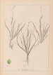 Herbier de la flore française Pl1087 - Louis Antoine Cusin — widok dzieła
