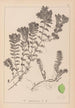 Herbier de la flore française Pl1088 - Louis Antoine Cusin — widok dzieła