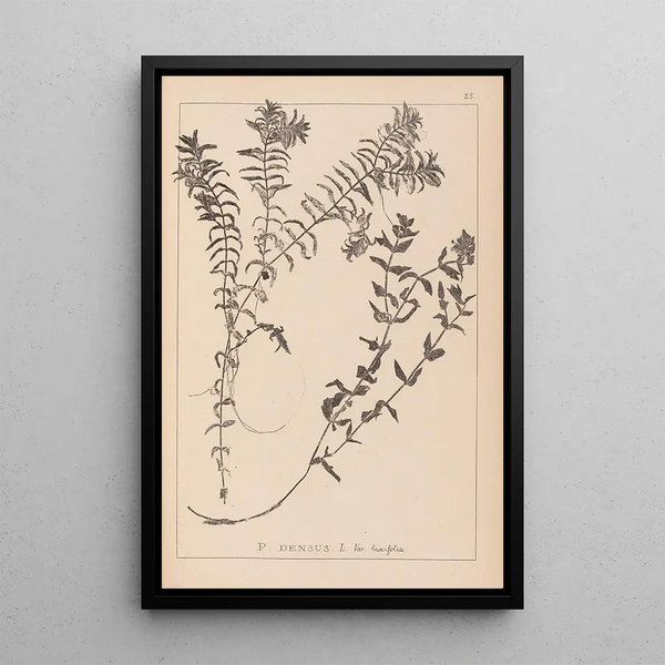 Louis Antoine Cusin - Herbier de la flore franaise Pl1089.webp