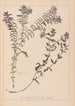 Herbier de la flore française Pl1089 - Louis Antoine Cusin — widok dzieła