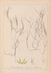 Herbier de la flore française Pl1090 - Louis Antoine Cusin — widok dzieła