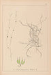 Herbier de la flore française Pl1091 - Louis Antoine Cusin — widok dzieła