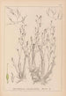 Herbier de la flore française Pl1092 - Louis Antoine Cusin — widok dzieła