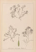 Herbarium francuskiej flory Pl1093 - Louis Antoine Cusin — widok dzieła