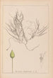 Herbier de la flore française Pl1095 - Louis Antoine Cusin — widok dzieła