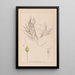 Herbier de la flore française Pl1095 - Louis Antoine Cusin — oprawiony obraz na ścianie