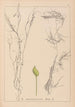 Herbarium francuskiej flory Pl1096 - Louis Antoine Cusin — widok dzieła