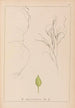 Herbarium francuskiej flory Pl1097 - Louis Antoine Cusin — widok dzieła