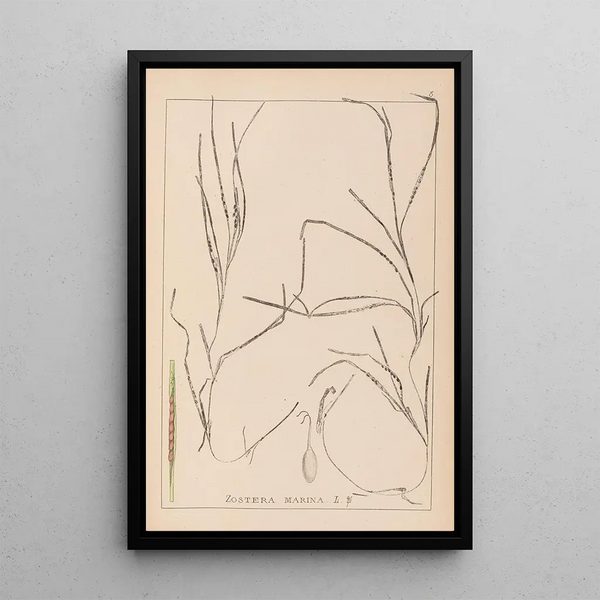 Louis Antoine Cusin - Herbier de la flore franaise Pl1098.webp