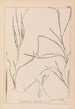 Herbier de la flore française Pl1098 - Louis Antoine Cusin — widok dzieła