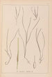 Herbier de la flore française Pl1099 - Louis Antoine Cusin — widok dzieła