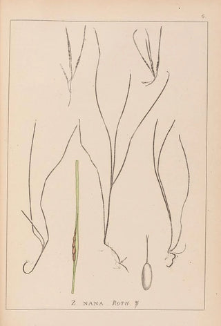 Louis Antoine Cusin - Herbier de la flore franaise Pl1099.webp
