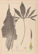 Herbier de la flore française Pl1104 - Louis Antoine Cusin — widok dzieła