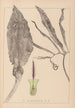 Herbier de la flore française Pl1105 - Louis Antoine Cusin — widok dzieła