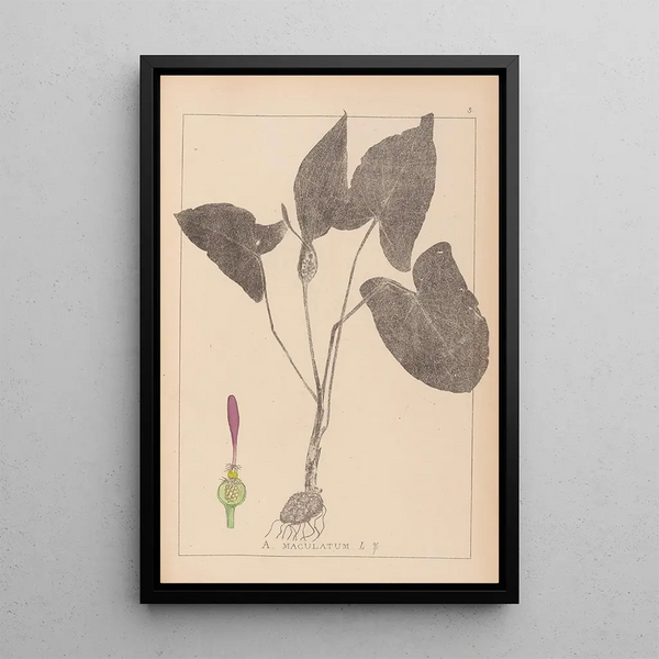 Louis Antoine Cusin - Herbier de la flore franaise Pl1106.webp