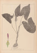 Herbier de la flore française Pl1106 - Louis Antoine Cusin — widok dzieła