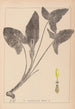 Herbier de la flore française Pl1107 - Louis Antoine Cusin — widok dzieła
