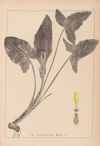 Louis Antoine Cusin - Herbier de la flore franaise Pl1107.webp