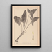 Herbier de la flore française Pl1107 - Louis Antoine Cusin — oprawiony obraz na ścianie