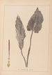 Herbier de la flore française Pl1108 - Louis Antoine Cusin — widok dzieła