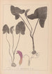 Herbier de la flore française Pl1109 - Louis Antoine Cusin — widok dzieła