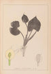 Herbier de la flore française Pl1110 - Louis Antoine Cusin — widok dzieła
