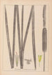 Herbier de la flore française Pl1112 - Louis Antoine Cusin — widok dzieła