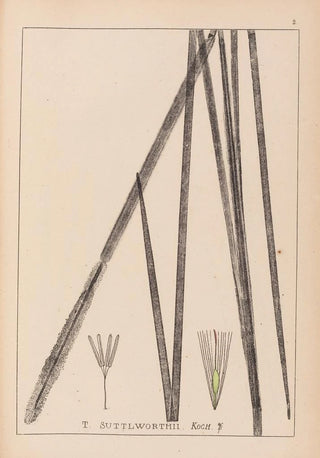 Louis Antoine Cusin - Herbier de la flore franaise Pl1113.webp