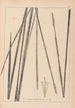 Herbier de la flore française Pl1114 - Louis Antoine Cusin — widok dzieła