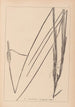 Herbier de la flore française Pl1115 - Louis Antoine Cusin — widok dzieła