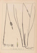 Herbarium francuskiej flory Pl1116 - Louis Antoine Cusin — widok dzieła