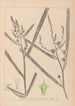 Herbier de la flore française Pl1118 - Louis Antoine Cusin — widok dzieła