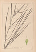 Herbier de la flore française Pl1120 - Louis Antoine Cusin — widok dzieła
