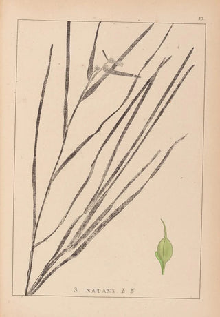 Louis Antoine Cusin - Herbier de la flore franaise Pl1120.webp