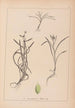 Herbier de la flore française Pl1121 - Louis Antoine Cusin — widok dzieła