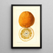 Citrus grandis Alamoen - Louis Charles Christopher Krieger — oprawiony obraz na ścianie